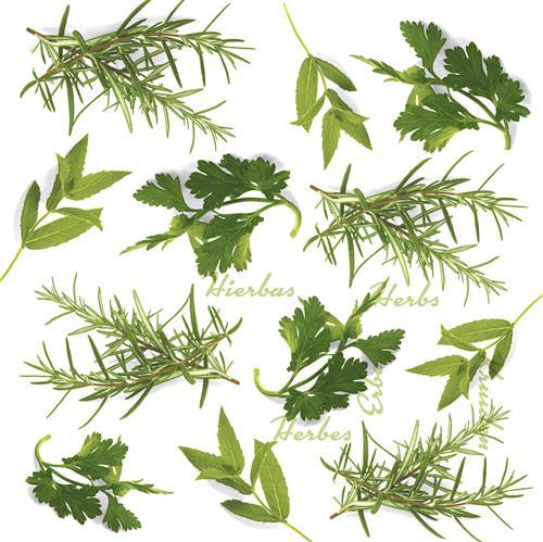 20 Servietten Herbs - Grüne Kräuter 33x33cm