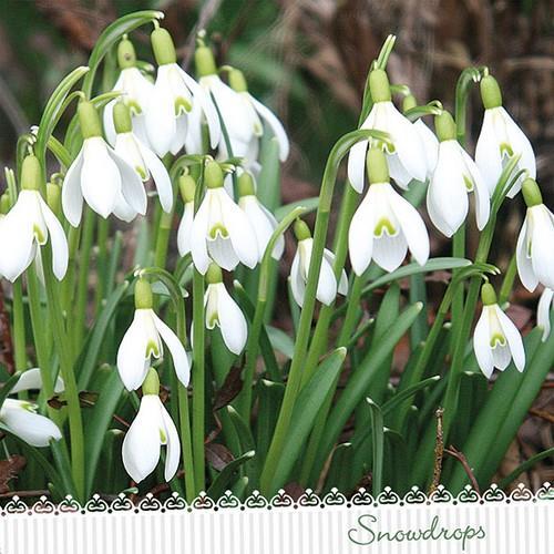 20 Servietten Galanthus - Erblühen der Schneeglöckchen 33x33cm