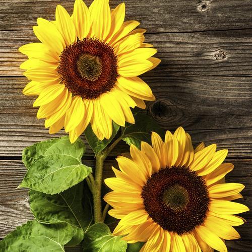 20 Servietten Two Sunflowers 33x33cm