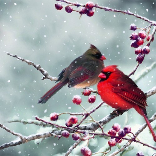 20 Servietten Cardinal Birds on snowy Branch - Rote Vögel auf Winterzweige 33x33cm