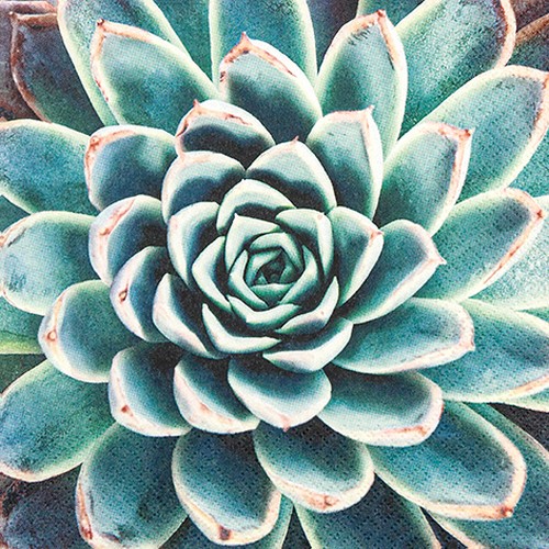 20 Servietten Succulent - Sukkulente groß 33x33cm