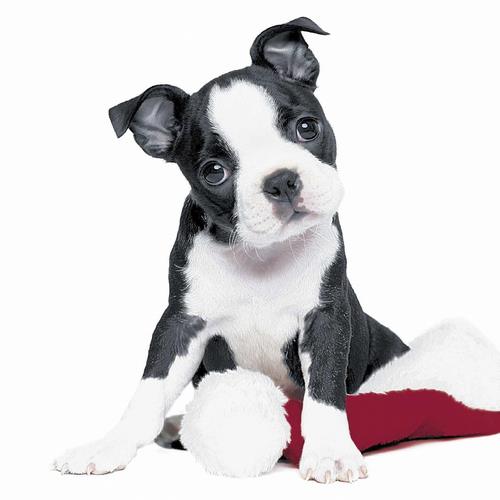 20 Servietten Xmas Dog 33x33cm