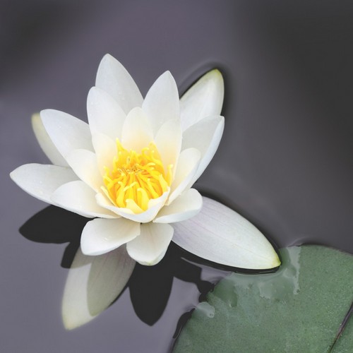 20 Servietten Waterlily bloom - Wasserlilie im Teich 33x33cm