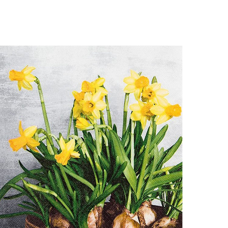 20 kleine Cocktailservietten Narcissus - Frische Narzissen 25x25cm