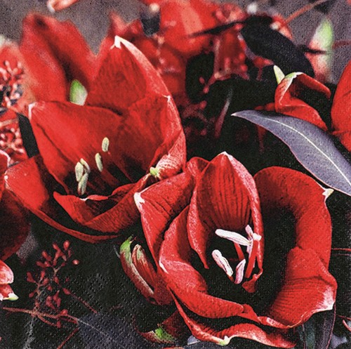 20 Servietten Classic Amaryllis - Kräftige Amaryllis 33x33cm