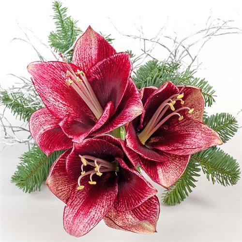 20 Servietten Christmas Rose - Christrose 33x33cm