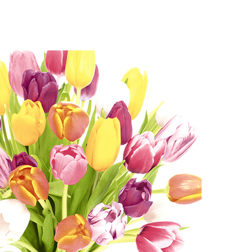 20 kleine Cocktailservietten Beautiful Tulips - Farbenfrohe Tulpen 25x25cm