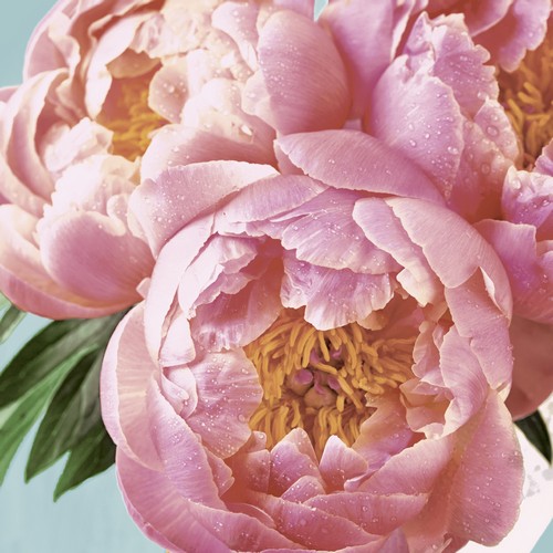 20 Servietten Pink Peony - Pfingstrosen rosa 33x33cm