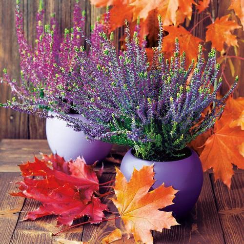 20 Servietten Erica in Pot - Herbstblätter an Besenheide 33x33cm