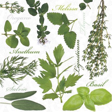 20 Servietten Herbal Taste – Verschiedene Kräuter 33x33cm