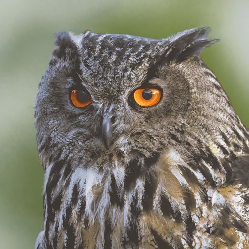 20 Servietten Woodland owl - Eule aus der Natur 33x33cm