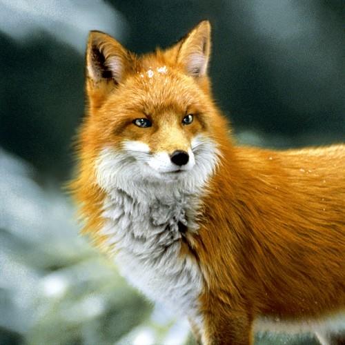 20 Servietten Forest Fox - Wachsamer Fuchs 33x33cm