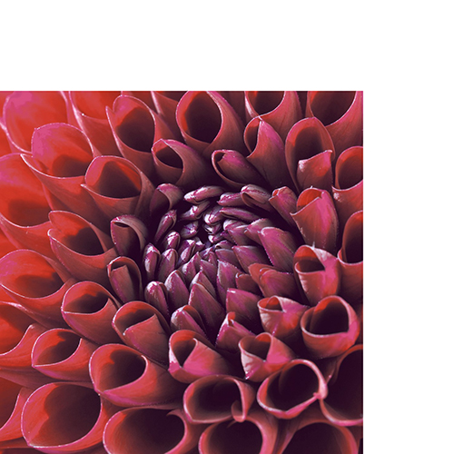 20 kleine Cocktailservietten Dahlia Delight - Pracht der Dahlien 24x24cm