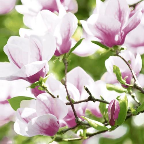 20 Servietten Magnolia - Magnolienzweige 33x33cm