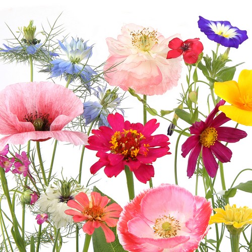 20 Servietten Wildflower Garden - Wildblumen im Garten 33x33cm