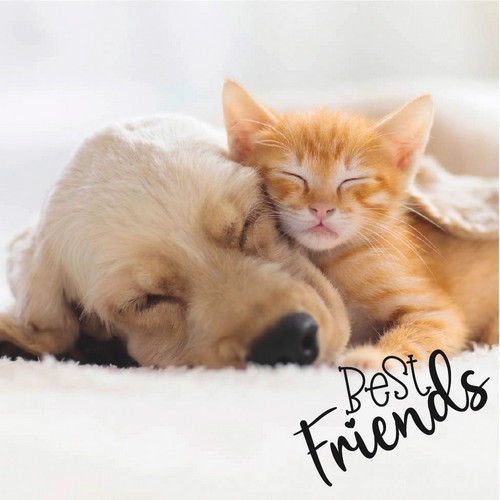 20 Servietten Dog & Cat - Schlafende Katze und Hund 33x33cm