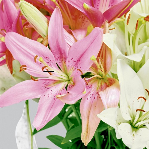 20 Servietten Pure lily - Lilien in schönen Farben 33x33cm