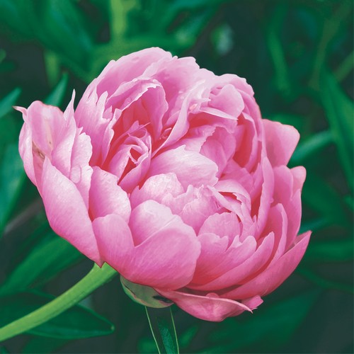 20 Servietten Elegant Peony - Einzelne Pfingstrose 33x33cm