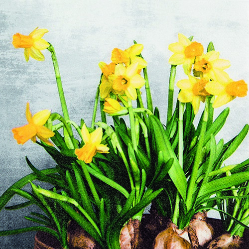 20 Servietten Narcissus - Frische Narzissen 33x33cm