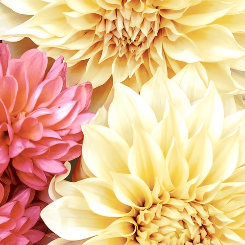 20 Servietten Soft Dahlias - Feine Dahlien 33x33cm
