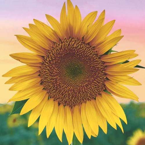 20 Servietten Golden Glow - Erwachende Sonnenblume 33x33cm