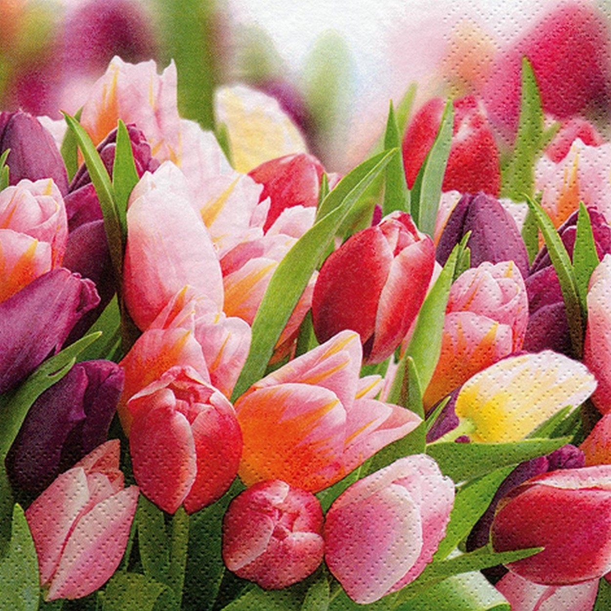 20 kleine Cocktailservietten Pink & Violet Tulips - Tulpen in rosa und rot 25x25cm