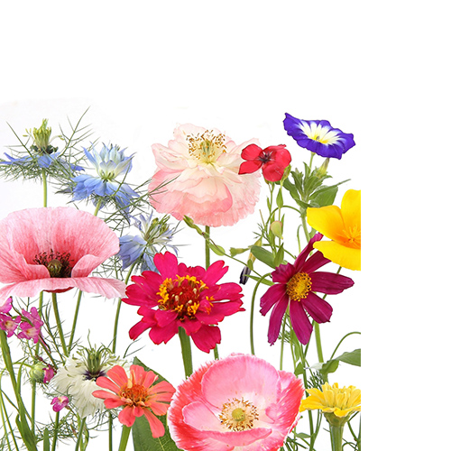 20 kleine Cocktailservietten Wildflower garden - Wildblumen im Garten 25x25cm
