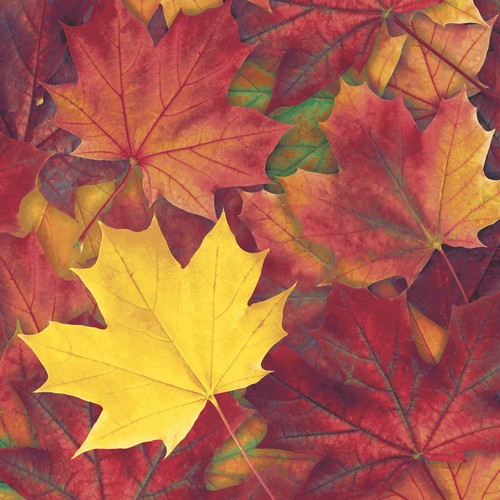 20 Servietten Harvest harmony - Herrliche Herbstblätter 33x33cm