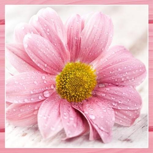 RP 20 Servietten Candy Pink Flowers - Große pinke Blume 33x33cm