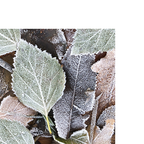 20 kleine Cocktailservietten Winter leaves - Gefrorene Naturblätter 25x25cm