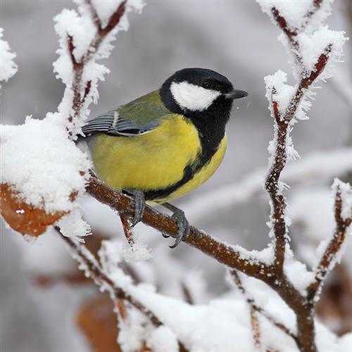 20 Servietten Parus Major - Kohlmeise im Winter 33x33cm