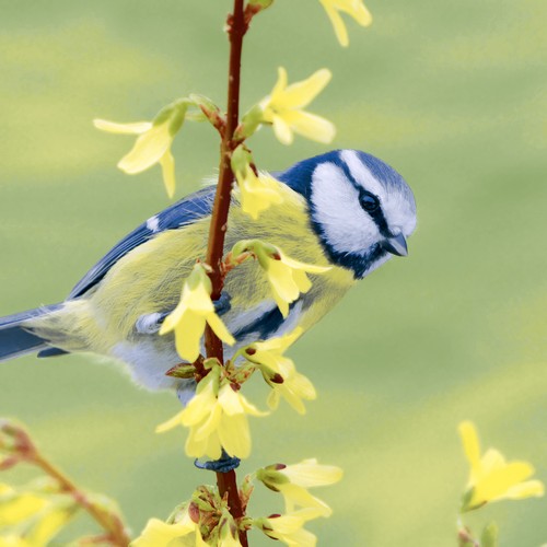 20 Servietten Bluetit - Blaumeise in freier Natur 33x33cm