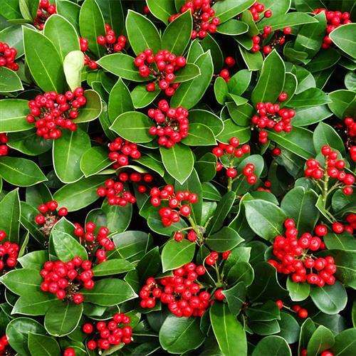 20 Servietten Ilex Balearica - Winterbeeren 33x33cm