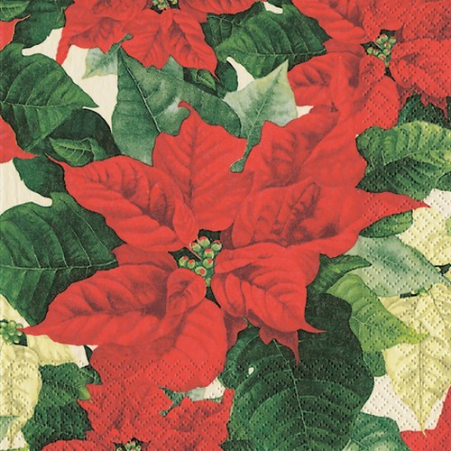 RP 20 Servietten Euphorbia pulcherrima - strahlender Weihnachtsstern 33x33cm