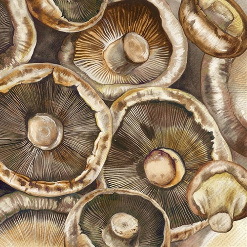 20 Servietten Mushrooms - Pilze in Großaufnahme 33x33cm