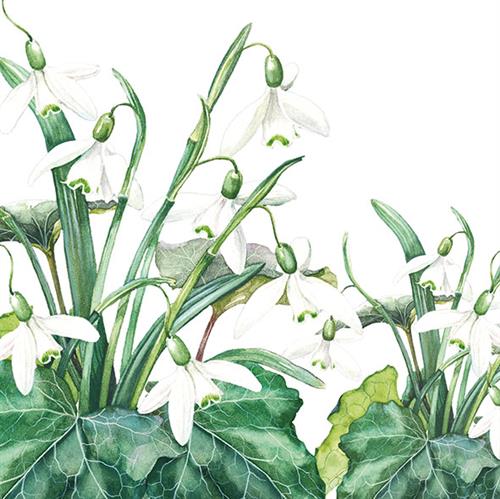 20 Servietten Snowdrops - Wilde Schneeglöckchen 33x33cm