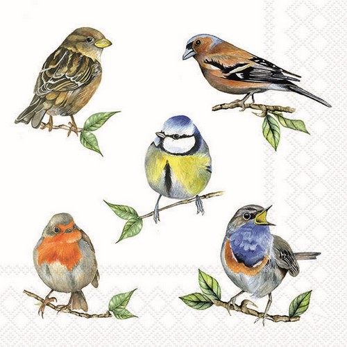 20 Servietten Bird Species white - Vögel aus der Heimat 33x33cm