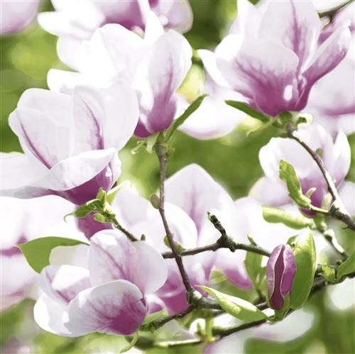 20 Servietten Magnolia - Magnolienzweige 33x33cm