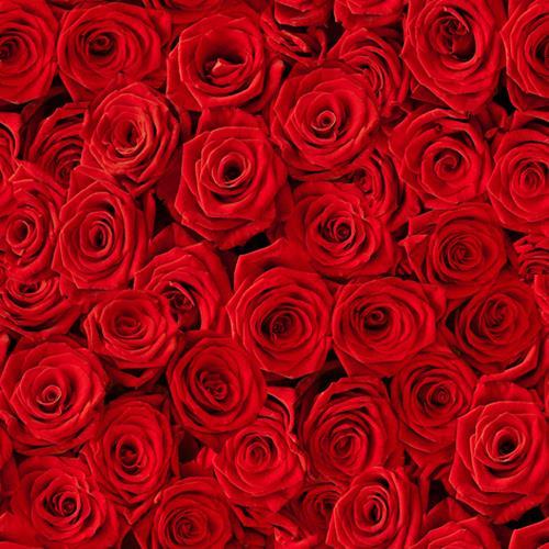 20 Servietten Beaucoup de Roses - Rotes Rosenbett 33x33cm