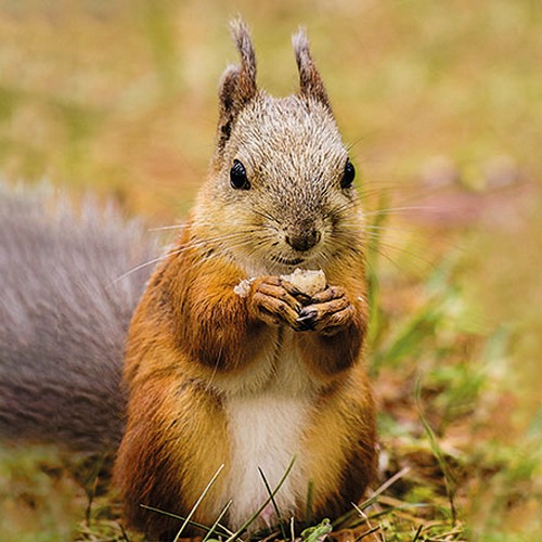 20 Servietten Squirrel - Reales Eichhörnchen mit Futter 33x33cm