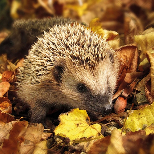 20 Servietten Hedgehog in the Wild - Igel unterwegs im Herbstwald 33x33cm