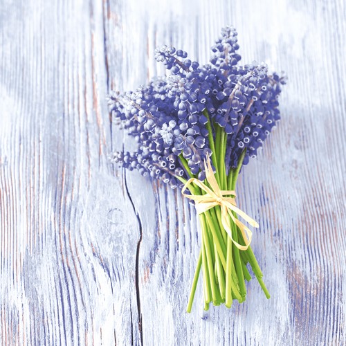 20 Servietten Muscari Bundle - Bund an Traubenhyazinthen 33x33cm