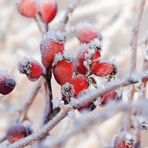 20 Servietten Frozen Rosehips - Gefrorene Hagebutten 33x33cm