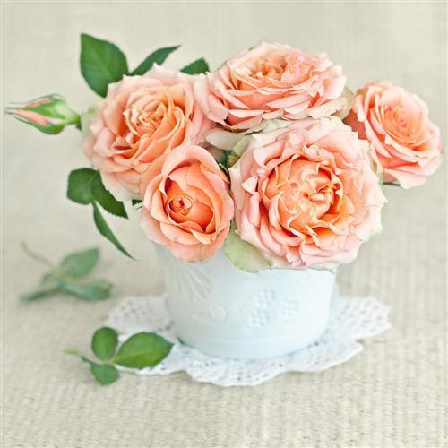 20 Servietten Amelia - Blumentopf Rosen orange 33x33cm