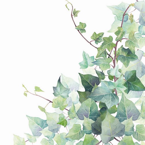 20 Servietten Hedera white - Grüner Efeu auf weiß 33x33cm