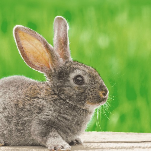 20 Servietten Bunny in grass - Hase vor Graslandschaft 33x33cm