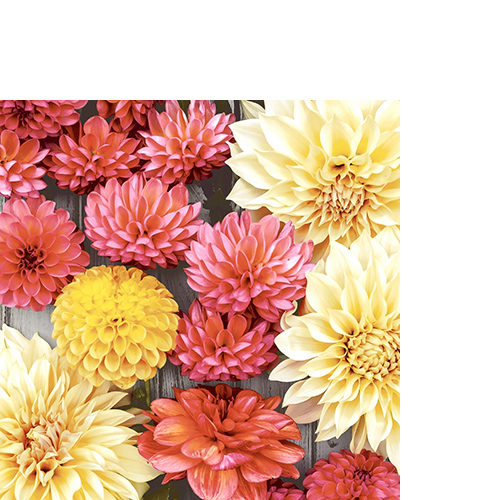 20 kleine Cocktailservietten Soft Dahlias - Feine Dahlien 25x25cm