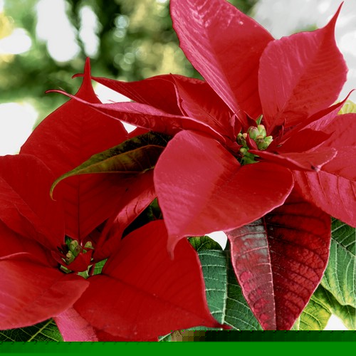 20 Servietten Blooming red - Weihnachtsstern in voller Blüte 33x33cm