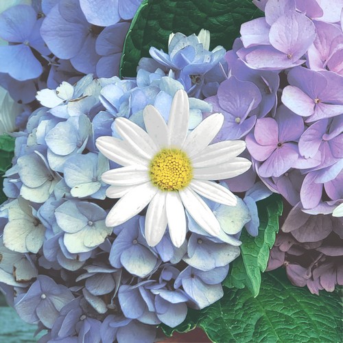 20 Servietten Floral Cascade - Hortensien mit Margerite 33x33cm