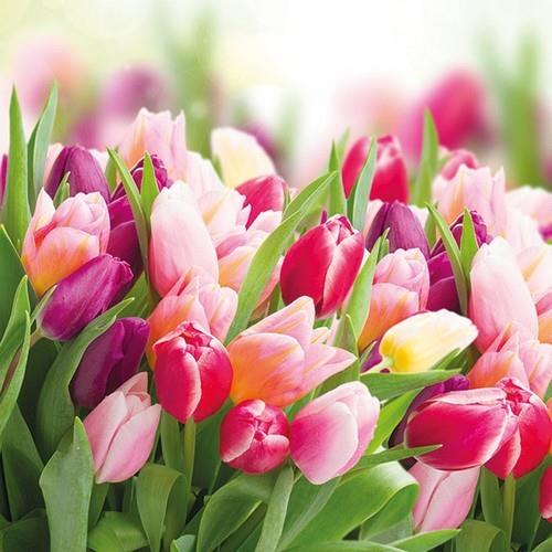 20 Servietten Glorious Tulips - Pracht der Tulpen 33x33cm